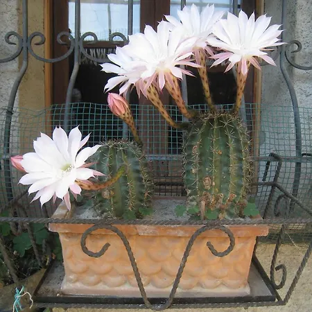 Casa Curlo Calvagese Della Riviera